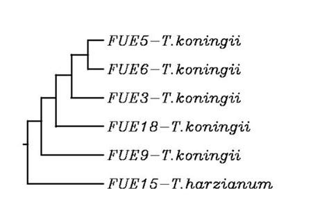 The Phylogenetic Tree Showing The Relationship Between The Six