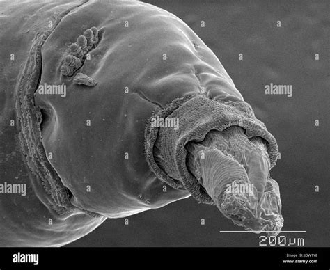 House Fly Maggot High Resolution Stock Photography And Images Alamy