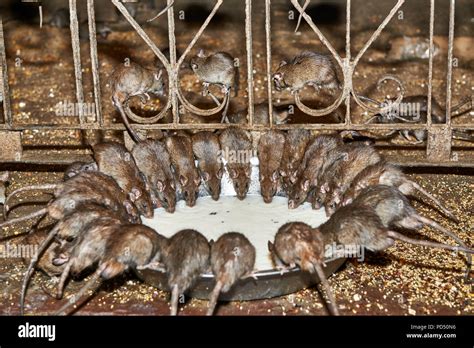 Rats Feeding On A Bowl With Milk In Temple Of Rats Karni Mata Temple