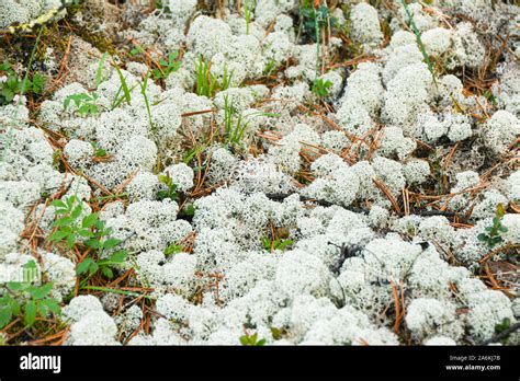 Boreal Forest Moss Hi Res Stock Photography And Images Alamy