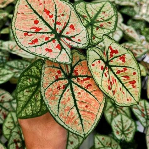 Jual Bunga Wonderland Bunga Caladium Wonderland Bunga Keladi