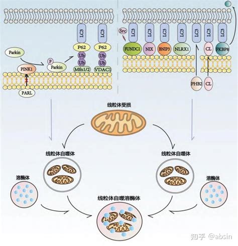什么是线粒体质量控制，其机制是什么？ 知乎