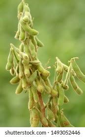 Soybean Plantations Handling Brazilian Agribusiness Stock Photo