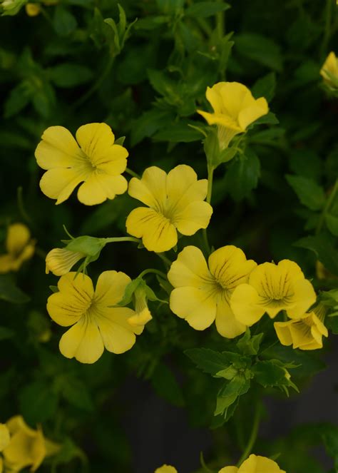 Mecardonia - Magic Carpet Yellow - Milaegers