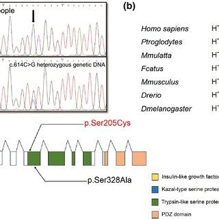 Hightemperature Requirement Serine Protease A Gene Htra S C