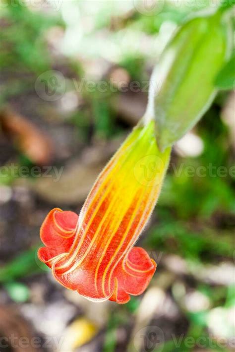 Red Angels Trumpet Flower And Plant Brugmansia Sanguinea 24707623