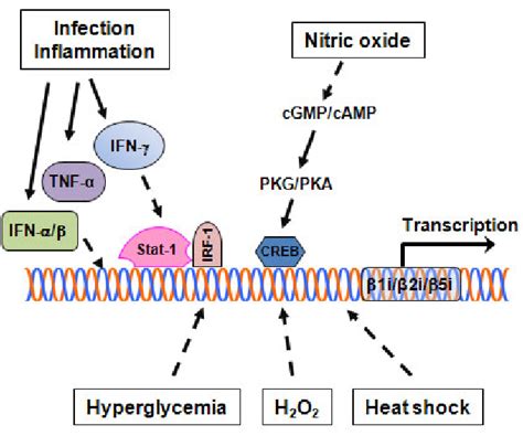 Regulation Of The Immunoproteasome Proinflammatory Cytokines Download Scientific Diagram