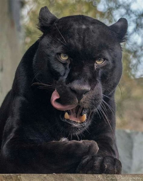 383 best Black PANTHERS images on Pinterest | Big cats, Black panthers ...