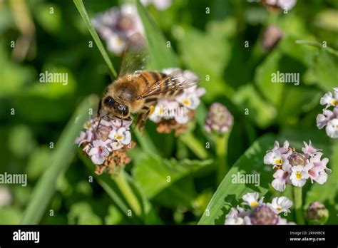 A bee on a flower of Phyla nodiflora, commonly known as the Turkey Tangle Fogfruit, in a green ...