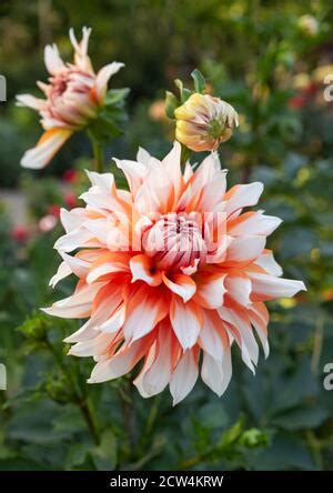 Dahlia "Holland Festival Stock Photo - Alamy