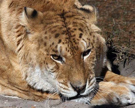 Freckles The Liger At Big Cat Rescue Freckles Is A 15 Year Flickr