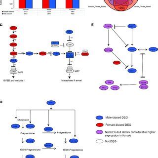 Sex Biased Gene Expression Profiling In The Gonads Of Adult Chinese