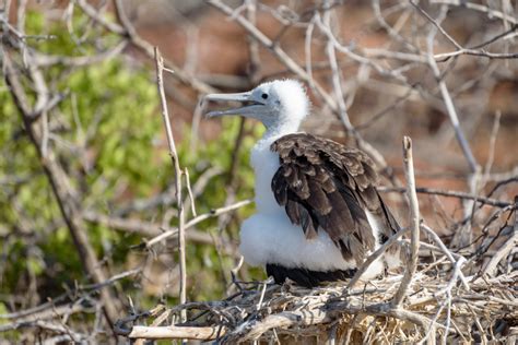 Frigatebird Facts - CRITTERFACTS