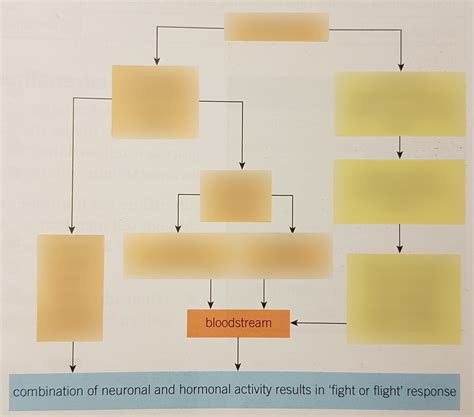 14 Fight Or Flight Response Diagram Quizlet