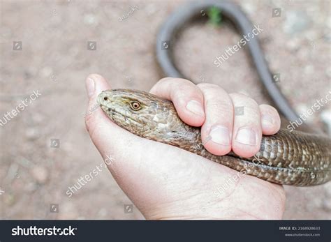 498 Snake Like Lizard Images Stock Photos And Vectors Shutterstock