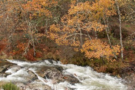 Otoño en un bosque gallego Fervenzas de Tourón Sendero del Rio