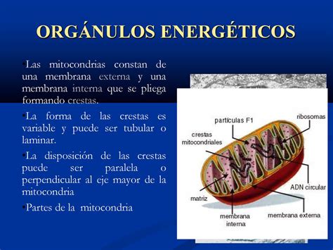 LA ORGANIZACIÓN CÉLULAR ppt descargar