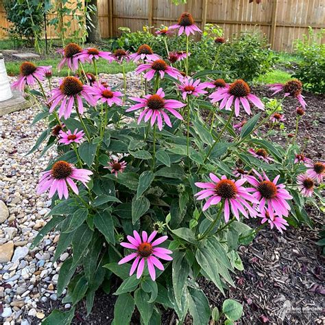 Echinacea purpurea #1 (Purple Coneflower) - Scioto Gardens Nursery