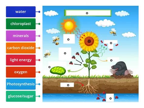 Photosynthesis diagram label - Labelled diagram