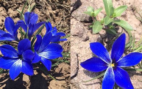 Encuentran planta endémica chilena que se creía extinta hace más de 50