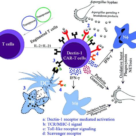 | CD8 + T cells activity in the immune response. Differentiation of CD8 ...