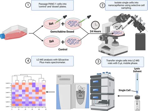 Single Cell Lipidomics Using Analytical Flow LC MS Characterizes The