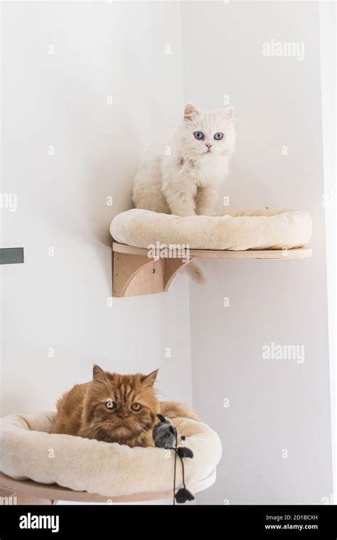 Brown And White Persian Cats Sitting In Different Places And Playing