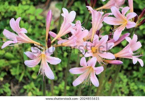 Naked Lady Flowers Garden Stock Photo Shutterstock