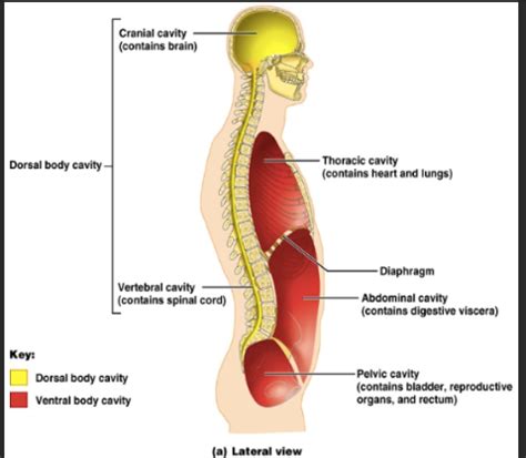 Anatomy And Physiology Exam Final Exam Prep Done Chapters