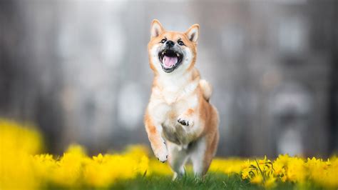 Shiba Inu Dog In Daffodil Flowers Background Hd Dog Wallpapers Hd