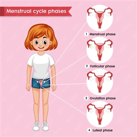 Infographie Médicale Scientifique Du Cycle Menstruel Vecteur Gratuite