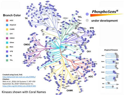 Continuous Kinase Assays: Novel and Non-Distruptive