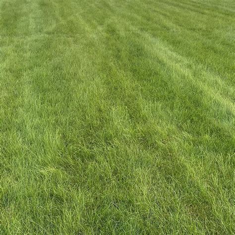 Fine Fescue Magic Valley Turfgrass