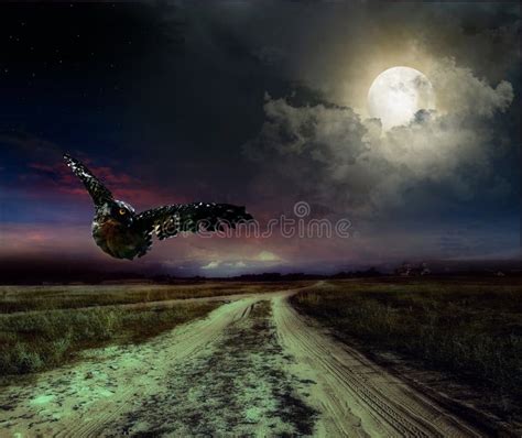 Road In The Night And Owl Stock Photo Image Of Destinations 36181318