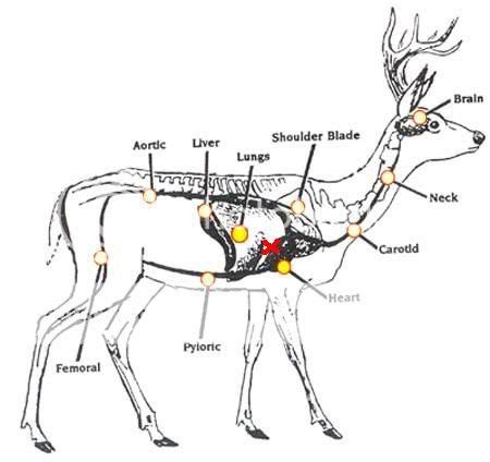 Deer_Anatomy-1.jpg Photo by Stumpkiller | Photobucket