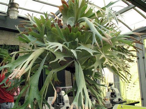 Whats The Best Food For Staghorn Fern