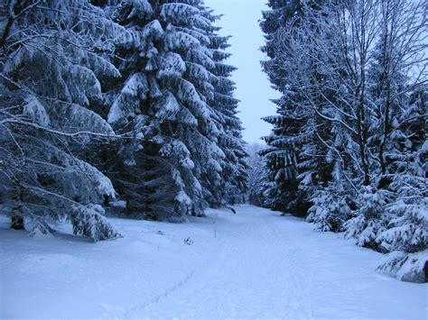 Filefalk Oberdorf Wiehengebirge Winter Heidbrink Wikimedia Commons