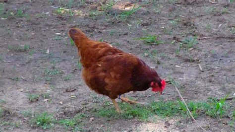 Rhode Island Red Chicks Images | Zoom Wallpapers