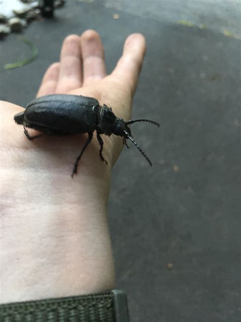 What Is This Huge Beetle Whatsthisbug