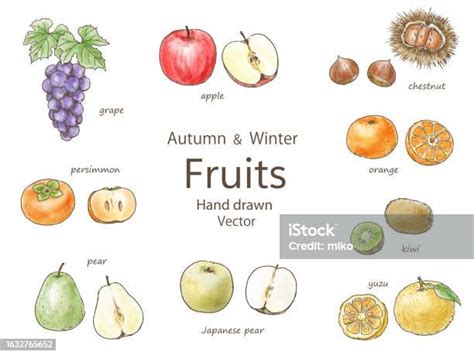 Autumnand Winter Fruits Illustration Set Stock Illustration - Download ...