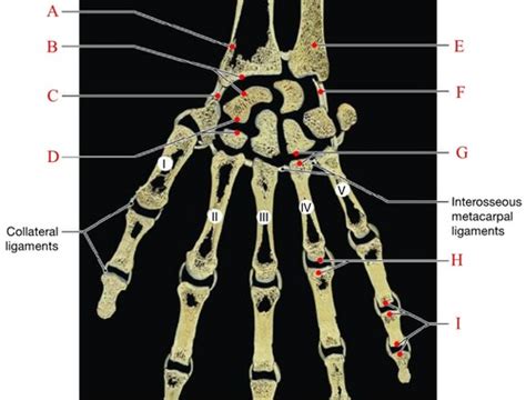 Elbow Forearm Wrist Hand Biomechanics Flashcards Quizlet