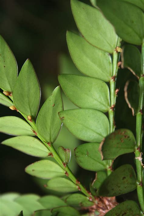 Phyllanthus lamprophyllus (Phyllanthaceae) image 28724 at PhytoImages ...