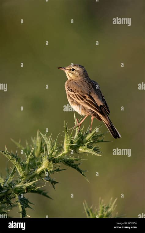 Tawny Pipit Anthus Campestris Spring Spain Stock Photo Alamy