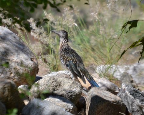 Arizona birds - need help identifying one - Help Me Identify a North ...