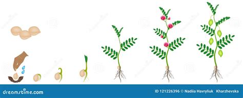 Cycle of Growth of a Chickpea Plant Isolated on a White Background. Stock Vector - Illustration ...