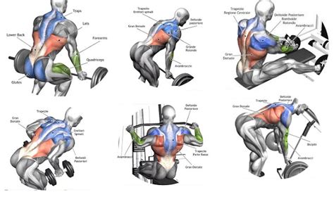 Building Back Muscles 3 Mass Building Back Exercises Fitness