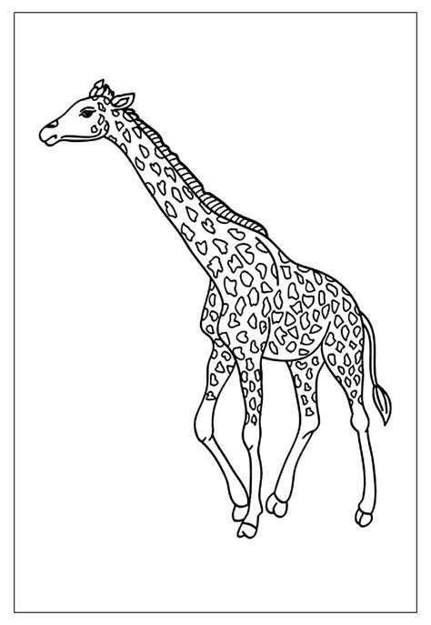 Desenhos Para Pintar Desenhos De Girafas Para Colorir Online Porn Sex