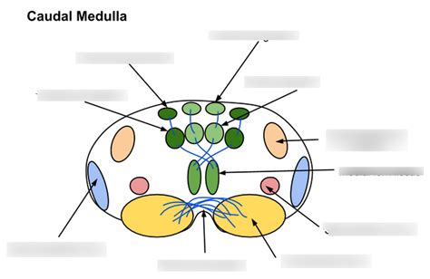 Caudal Medulla Diagram Quizlet