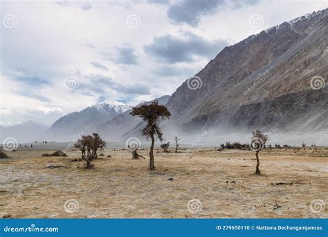 A Tree In The Middle Of The Desert Hunder Sand Dunes Of Nubra Valley