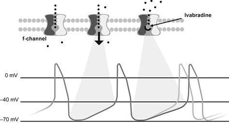 Mechanism Of Action Of Ivabradine
